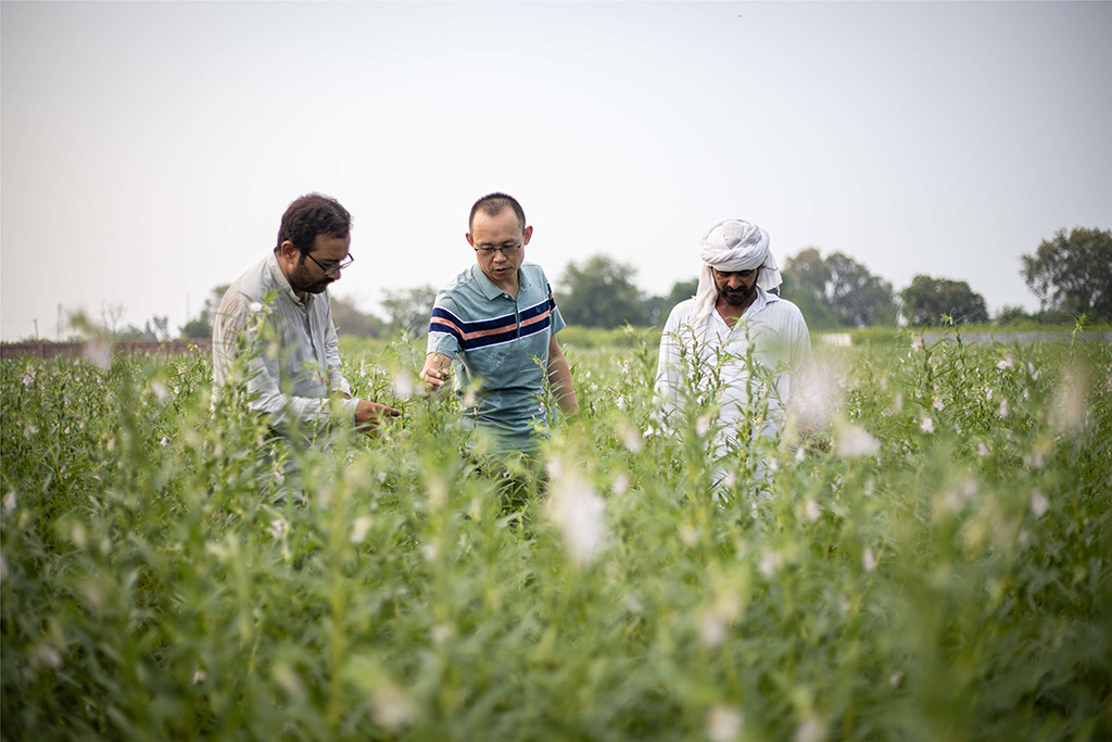 中巴經(jīng)濟(jì)走廊農(nóng)業(yè)合作中心芝麻種植園（拉合爾）。（人民網(wǎng)記者 薛丹攝）
