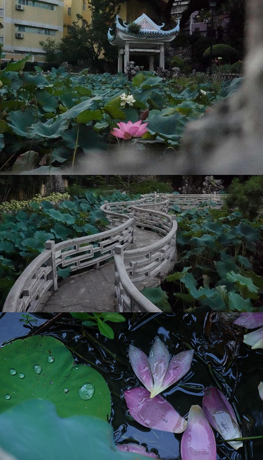 盧廉若公園。人民網(wǎng) 唐佳 攝