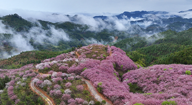 櫻花綻放激活“春日經(jīng)濟(jì)”