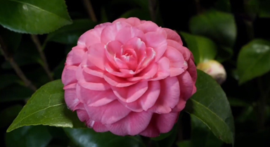 延時(shí)看山茶花溫柔綻放