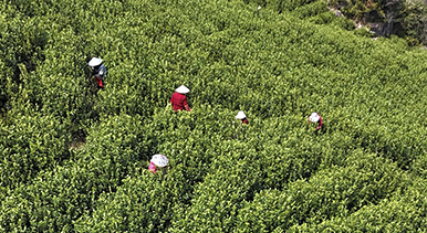 浙江樂清：早春採茶正當(dāng)時